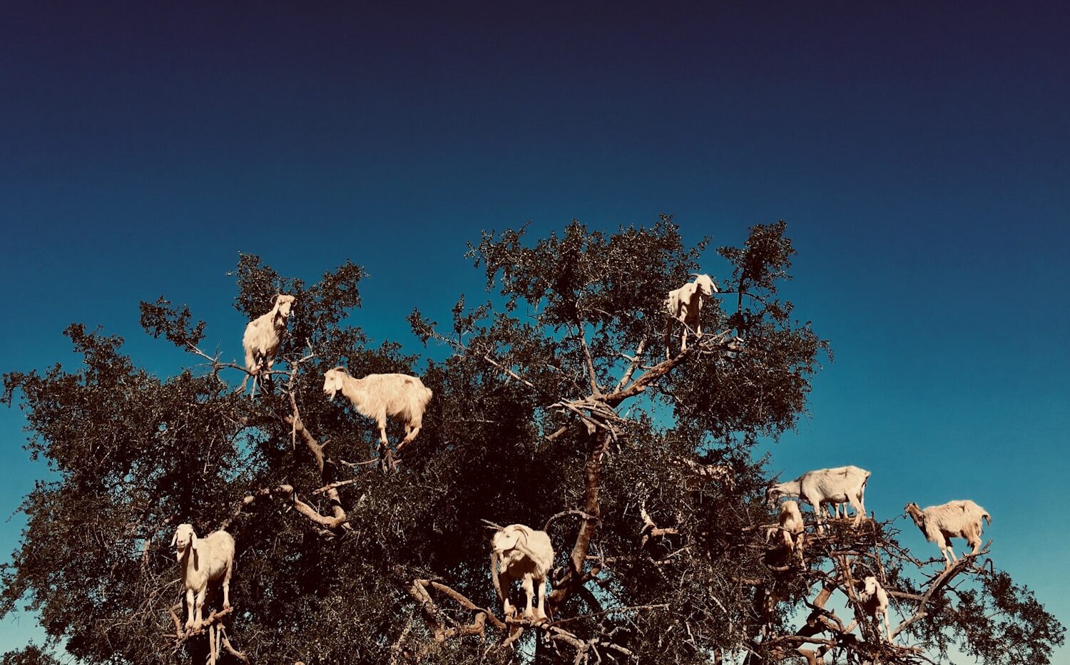 digital wallpaper of white goats on branches of tree