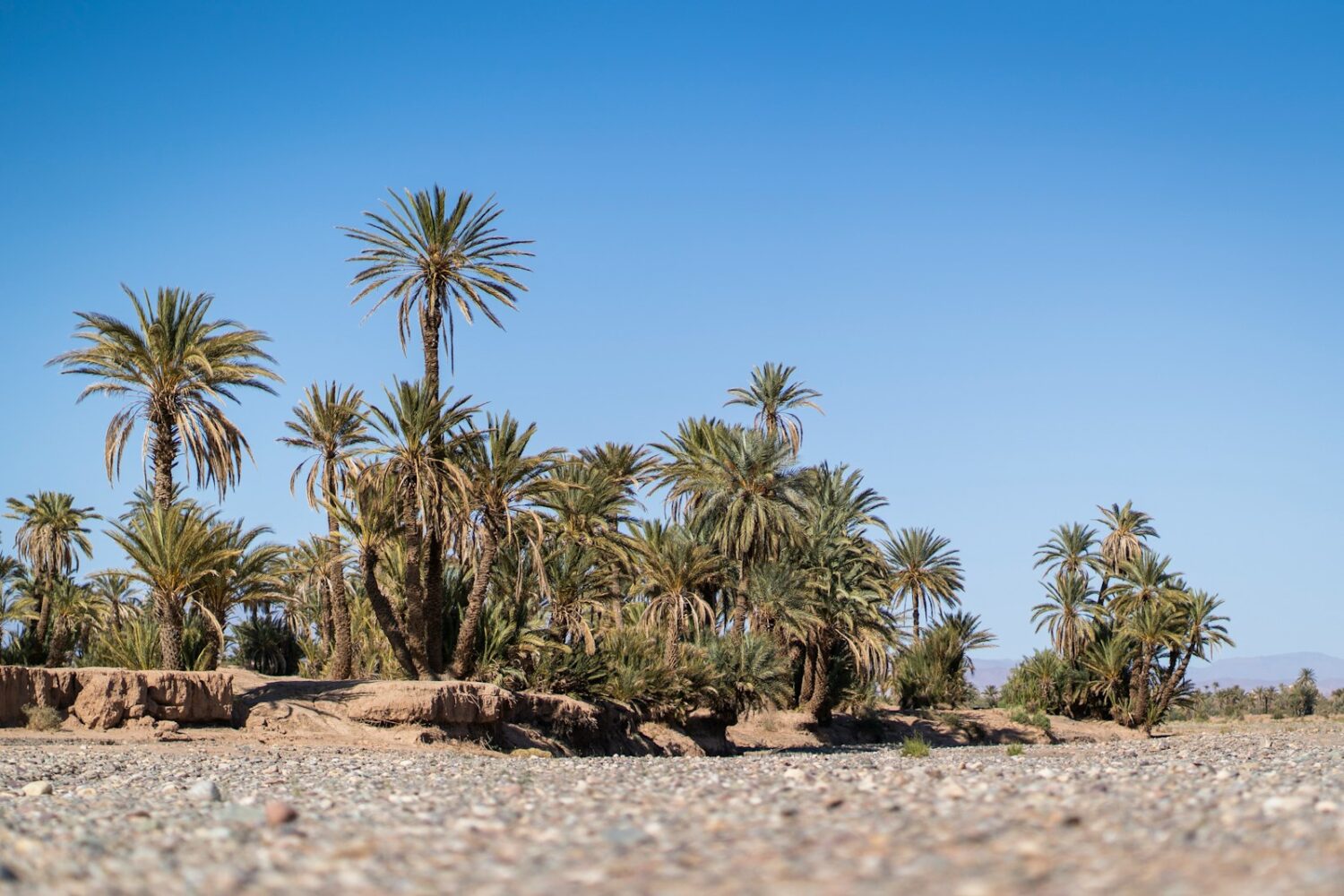 a group of palm trees