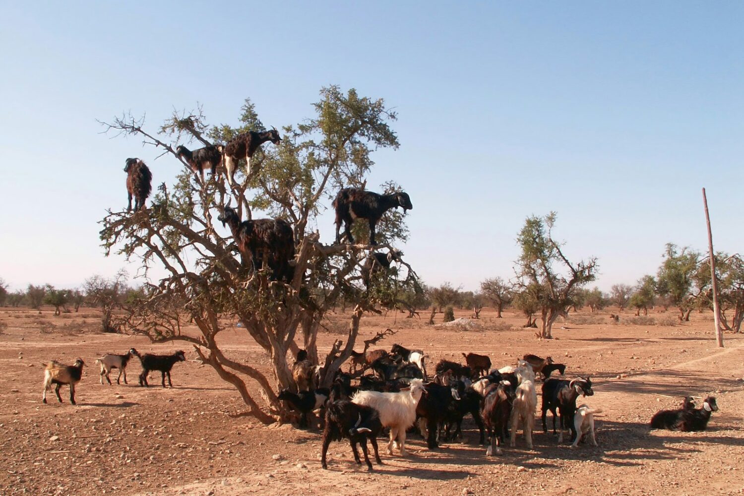herd of sheep on brown field during daytime
