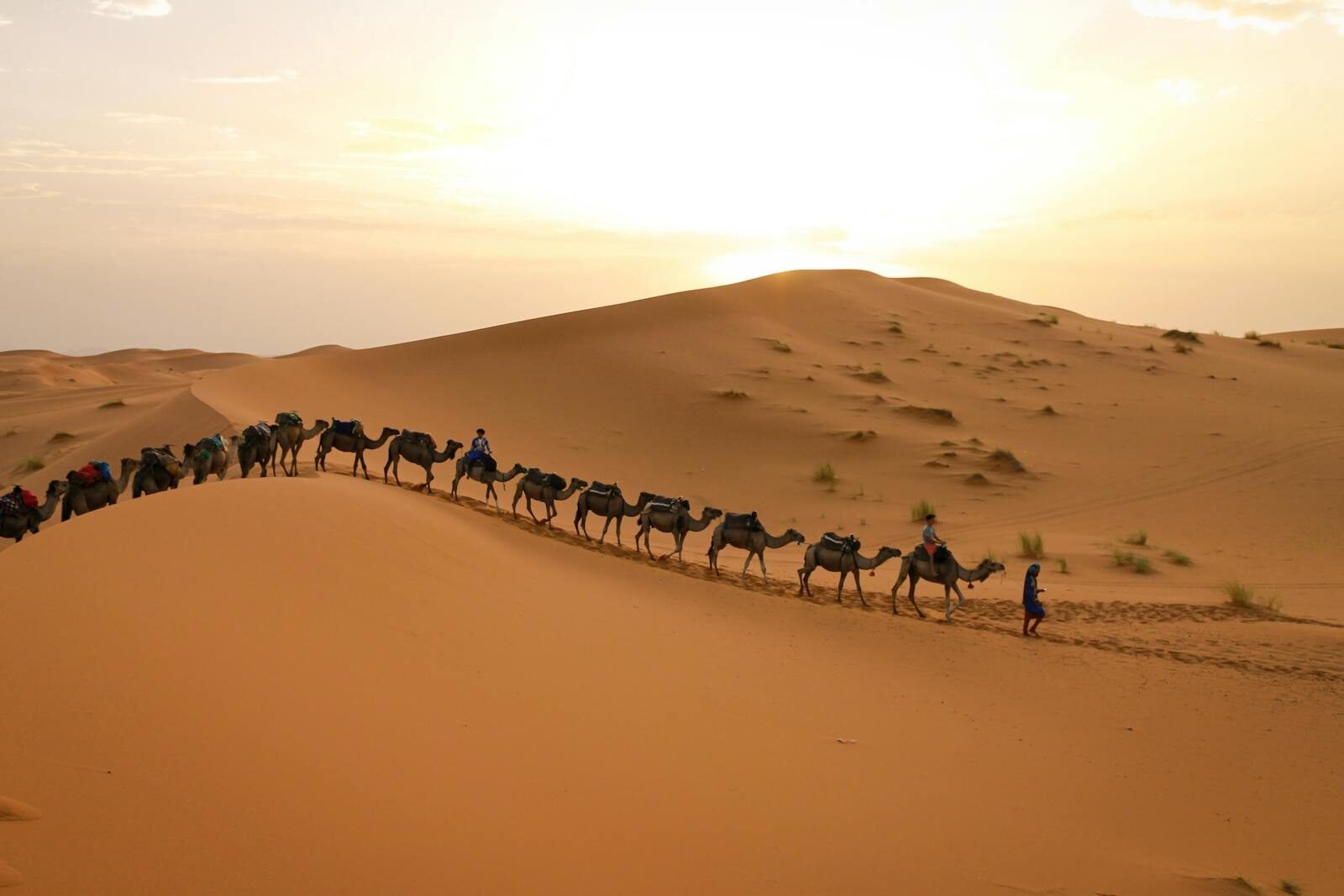 Morocco camel trekking tour in Sahara Desert at sunset with dunes and caravan sahar desert weather