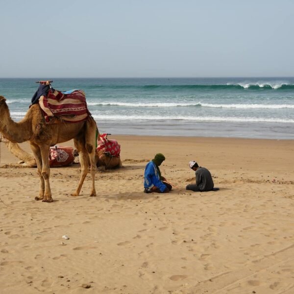 A scenic beach in Agadir, Morocco with camels and people by the ocean. Perfect vacation spot tours from agadir